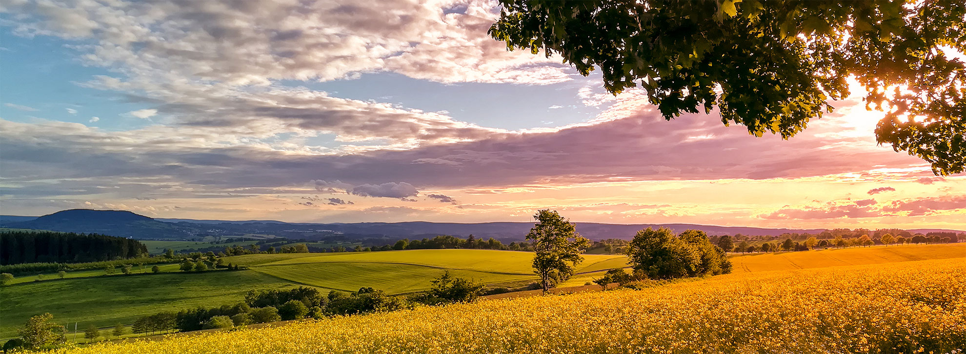 Sonnenlicht zwischen den Bäumen im Wald
