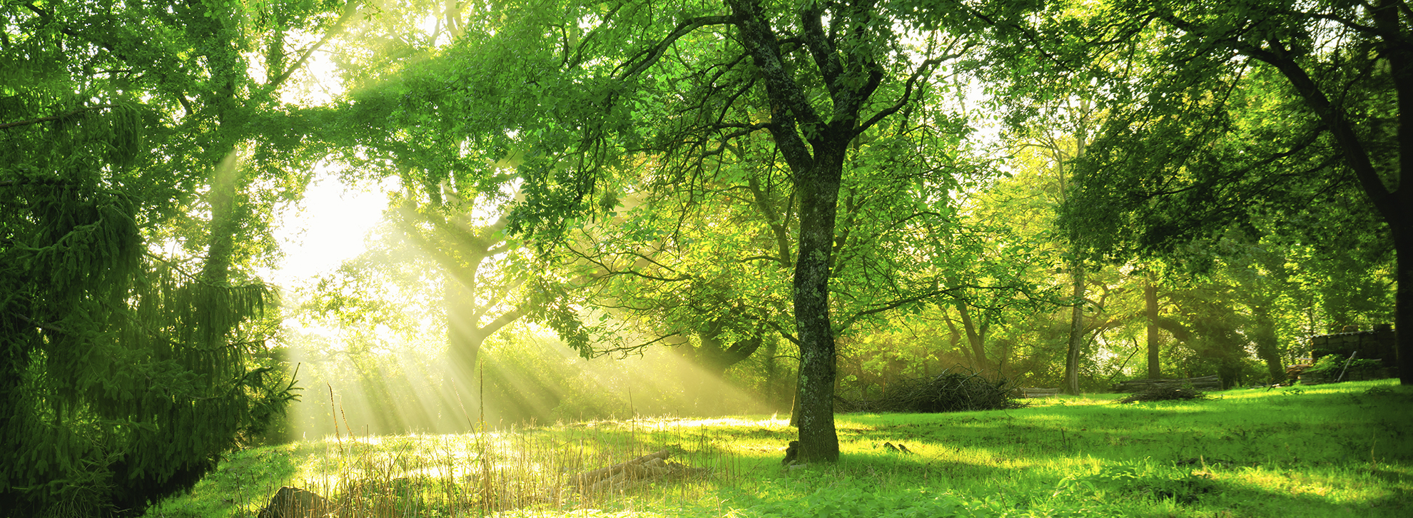 die Waldwiese wird von der Sonne beleuchtet