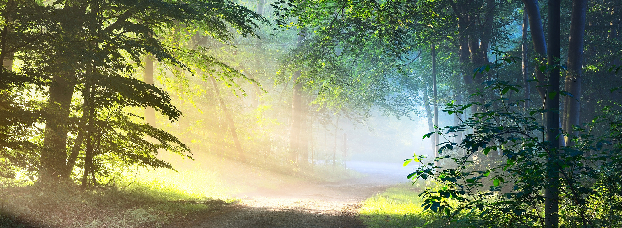 Der Sonnenaufgang im Wald